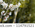 白梅花 114791521