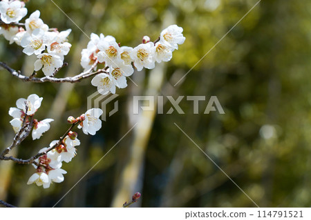 white plum blossom 114791521
