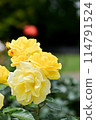 Rose/Dancer of Izu 114791524