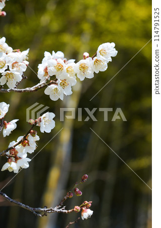 白梅花 114791525