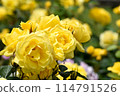 Rose/Dancer of Izu 114791526