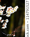 白梅花 114791527