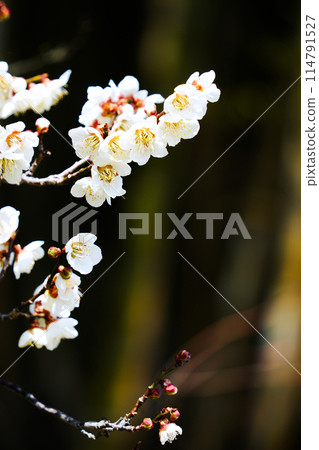 白梅花 114791527