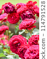 Rose/Deep Bordeaux 114791528