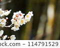白梅花 114791529