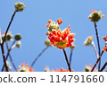 三俁花在藍天的襯托下閃閃發光 114791660