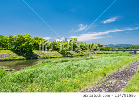 初夏的京都鴨川風景 114791686