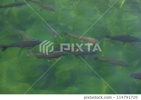 河裡鯉魚成群遊來游去 河裡鯉魚成群遊來游去 114791720