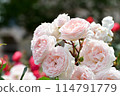 Rose/Märchenzeibar 114791779