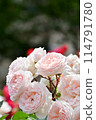 Rose/Märchenzeibar 114791780