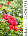 Rose/Cherry Bonica 114791781