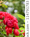 Rose/Cherry Bonica 114791783