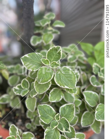 Left hand incense 114791895