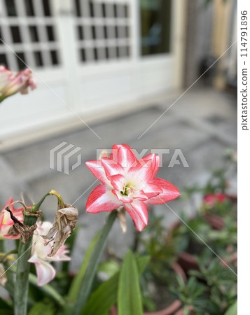 pink amaryllis 114791896