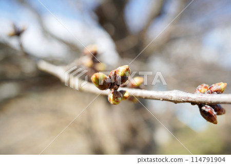 櫻花花蕾開始綻放 114791904