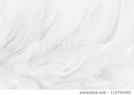 Beautiful white grey bird feathers pattern texture background. 114791940