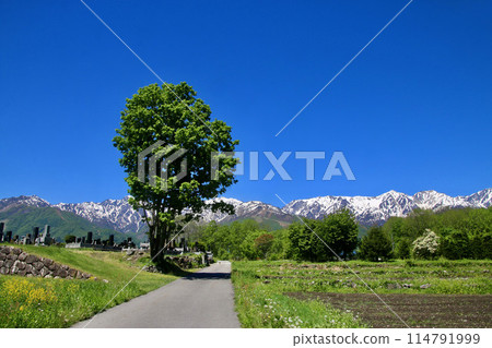 Farm roads and the Alps (Hakuba Village, Nagano Prefecture) 114791999