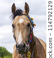Portrait of a horse. 114792129