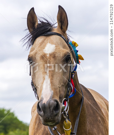 Portrait of a horse. 114792129