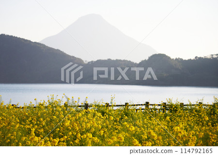 池田湖春暖花開的景色 114792165