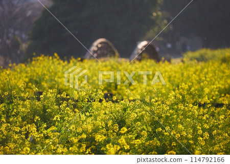 Golden rape blossoms at Lake Ikeda Golden rape blossoms at Lake Ikeda 114792166