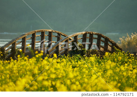 Scenery of a bridge surrounded by rape blossoms 114792171