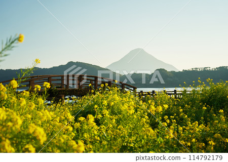 A beautiful background of rape blossoms, a bridge and Mt. Kaimon A beautiful background of rape blossoms, a bridge and Mt. Kaimon 114792179