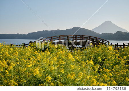 Bridge over Lake Ikeda with rape blossoms Bridge over Lake Ikeda with rape blossoms 114792186