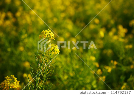 An image of rape blossoms that signals the arrival of spring An image of rape blossoms that signals the arrival of spring 114792187