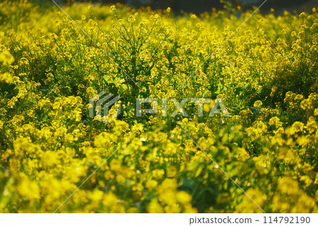 The light of rape blossoms in full bloom 114792190