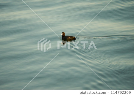 鸛鳥悠閒地游泳 114792209