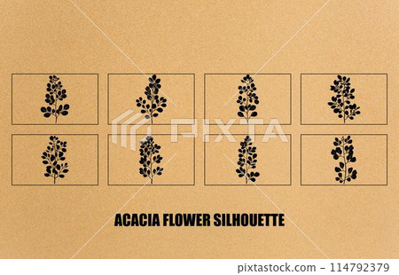 Acacia flower graphic black white isolated silhouette set,Collection of silhouette of acacia set. Branches, leaves Acacia flower graphic black white isolated silhouette set,Collection of silhouette of acacia set. Branches, leaves 114792379