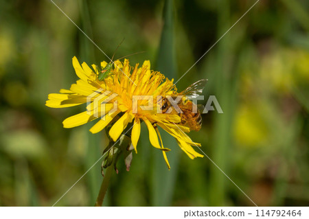 green grasshopper insect and bee collecting honey green grasshopper insect and bee collecting honey 114792464
