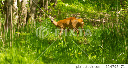 The European roe deer (Capreolus capreolus) 114792471
