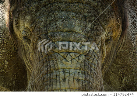 Close-up of African Elephant (Loxodonta africana). 114792474