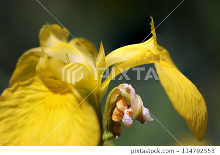 黃色德國鳶尾花與花蕾(自然光+頻閃微距鏡頭特寫) 黃色德國鳶尾花與花蕾(自然光+頻閃微距鏡頭特寫) 114792553