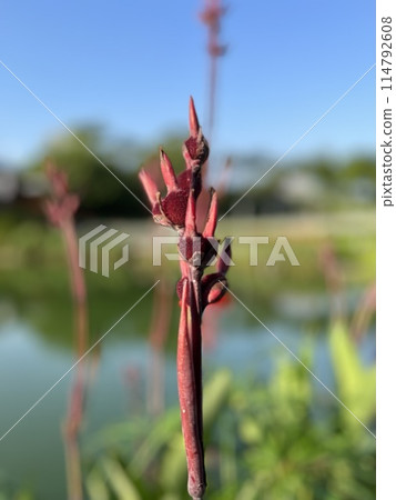 Canna grandiflora Canna grandiflora 114792608