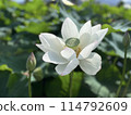 White lotus flower 114792609