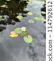 Water lily 114792612