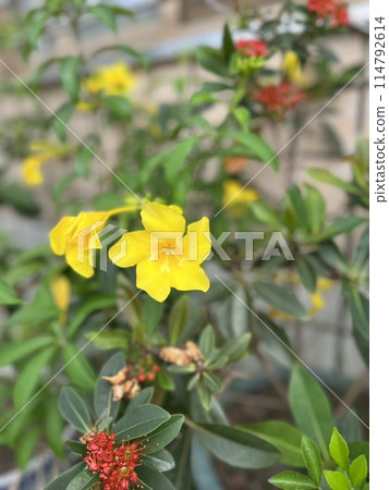 Oriole flower 114792614