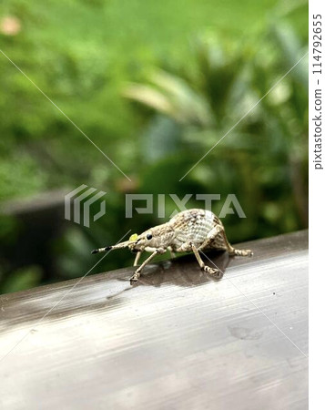 Signs of Spring: The Small White Weevil 114792655