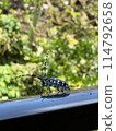 A long-horned beetle before flying 114792658
