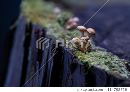 黑暗森林中苔蘚上生長的小菇 黑暗森林中苔蘚上生長的小菇 114792756