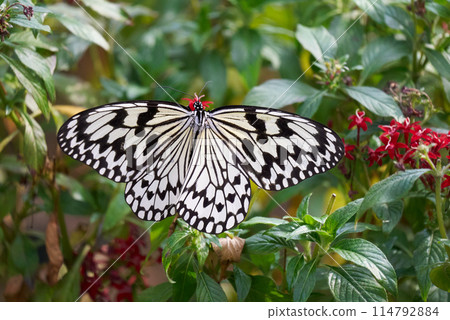 斑點巨型鱈魚 斑點巨型鱈魚 114792884