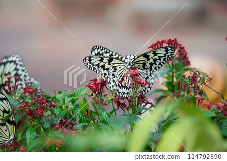 巨大的蝴蝶展開翅膀 114792890