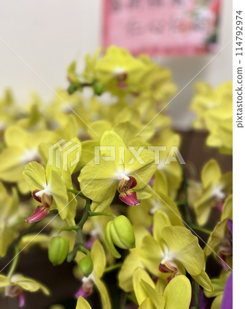 Light yellow dendrobium orchid 114792974