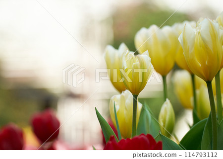 Yellow cute tulip flowers Yellow cute tulip flowers 114793112
