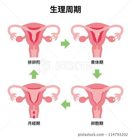 2024 human body-uterus-menstrual cycle illustration 114793202