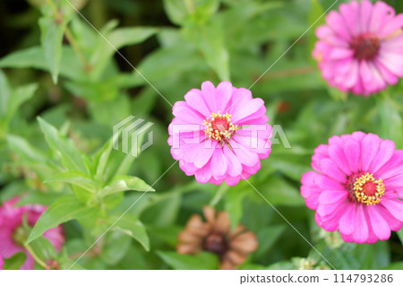 beautiful floral panorama as a background 114793286