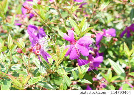 beautiful floral panorama as a background 114793404